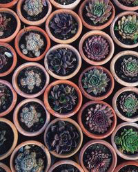 Full frame shot of potted succulent plants