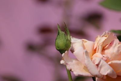 Close-up of pink rose