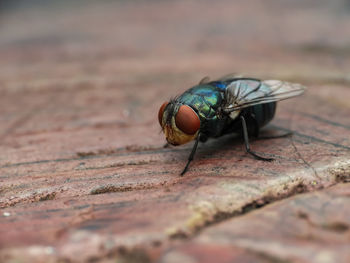 Close-up of fly on wood