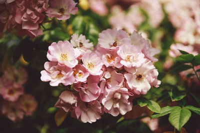 Close-up of pink flowers