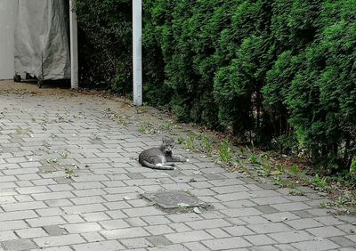 View of an animal on footpath