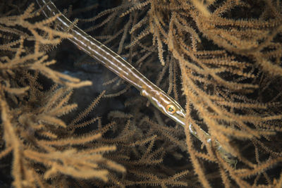 Close-up of zebras