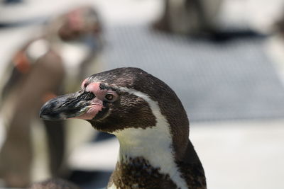 Close-up of penguin