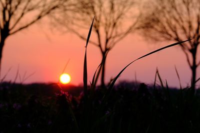 Close-up of silhouette plants against sunset