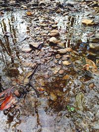 Reflection of trees in water