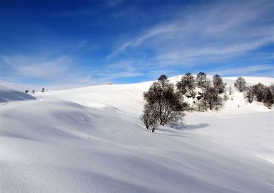 Trees on snow covered landscape against sky