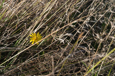 Close-up of yellow crocus flowers