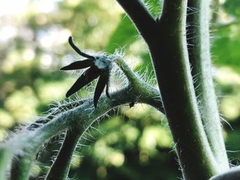 Close-up of insect on plant