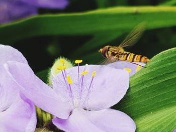 Close-up of insect on purple flower