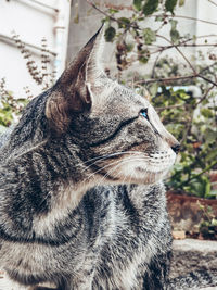 Close-up of a cat looking away