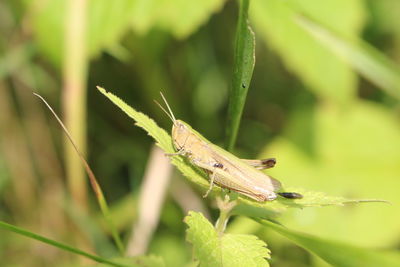 Close-up of insect on grass