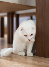 White cat sitting on wooden table