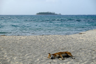 View of a dog on beach