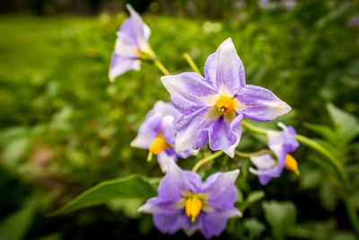 Close-up of purple flower