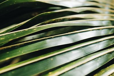 Full frame shot of plant