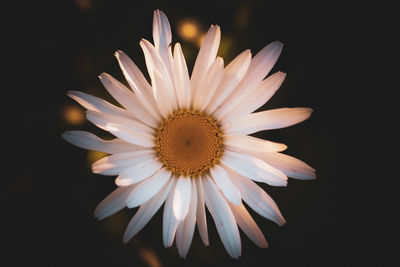 Close-up of white flower