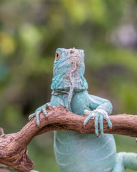 Close-up of lizard on tree