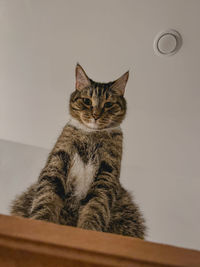 domestic cat