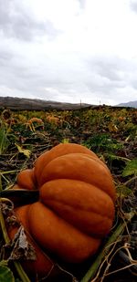 Scenic view of corn field against sky