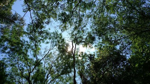 Low angle view of trees in forest