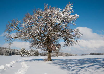 Trees on snow covered landscape against blue sky