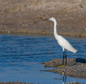 Bird perching on a lake