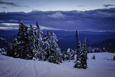 Trees on snow covered landscape against sky