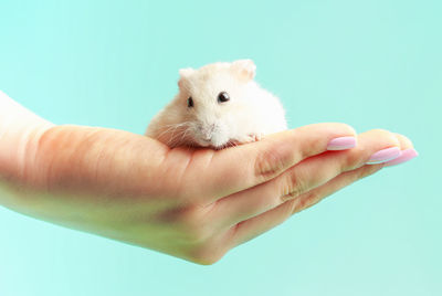 Close-up of hand holding baby against blue background