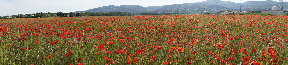 Red poppy flowers growing in field