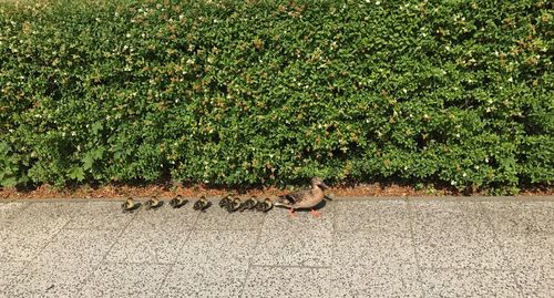 Bird perching on plant