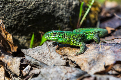 Close-up of lizard on rock