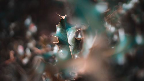 Close-up of animal representation