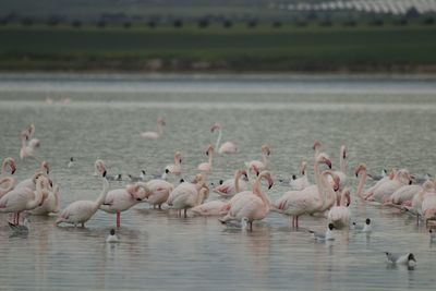 Flamingo birds in salt lake