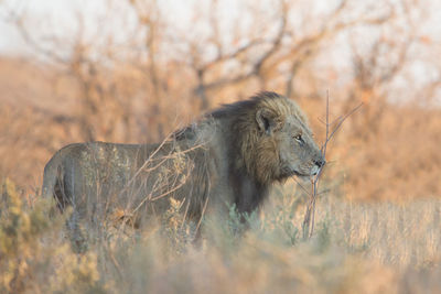 Male lion patrolling its territory, panthera leo, kruger park, south africa