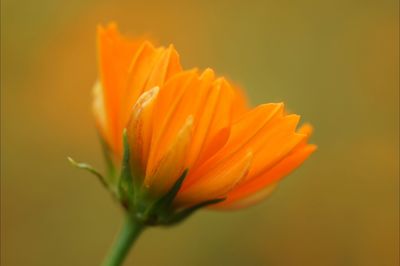 Close-up of yellow flower