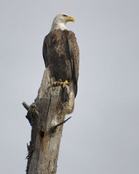 Low angle view of eagle perching on tree against clear sky