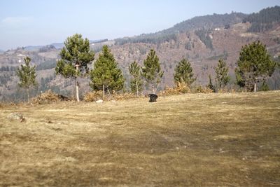 Scenic view of trees on field against sky