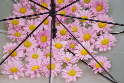 Close-up of pink flowering plants