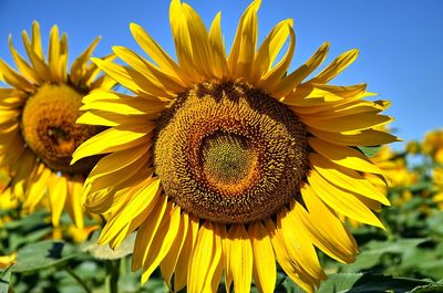 Close-up of sunflower blooming outdoors