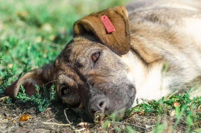 Close-up of a dog resting on field