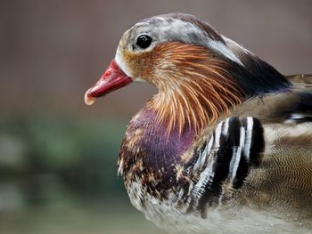 A mandrin duc, food on beak isolated on soft focus background 