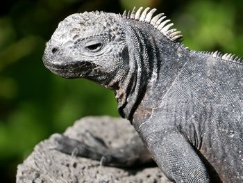 Close-up of a lizard