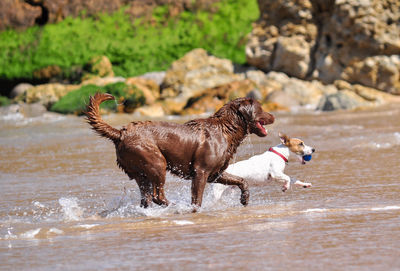 Dogs running in water