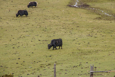 Sheep grazing in a field