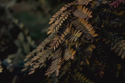 Close-up of pine tree