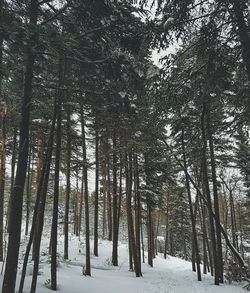 Low angle view of trees in forest during winter