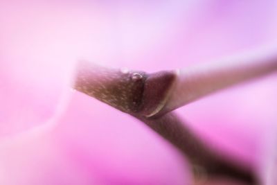 Close-up of pink flower