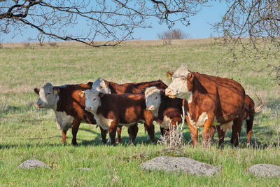 Herd of hereford beef cattle cows in a farmer's field on a sunny day. high quality photo