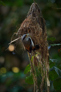 Close-up of bird perching on branch