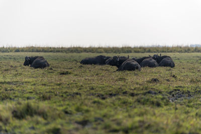 Buffalos in a field